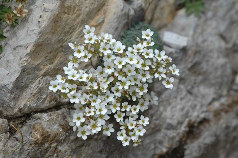 Saxifraga paniculata